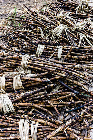 Sugar cane harvest in the Northeast of Brazil