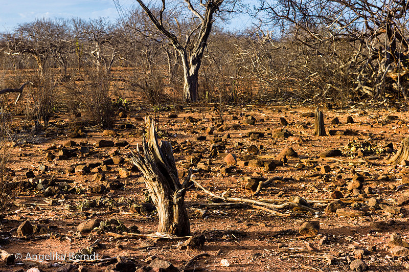 Angelika Berndt | Drought in the Northeast of Brazil