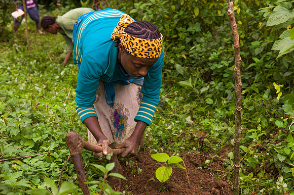 Living in Kafa, Ethiopia. Angelika Berndt photography 2015.