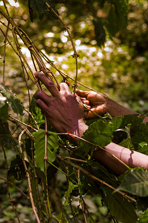 Living in Kafa, Ethiopia. Angelika Berndt photography 2015.