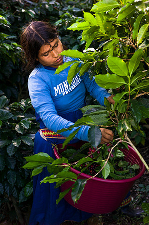 Coffee harvest in Costa Rica by Angelika Berndt photography.