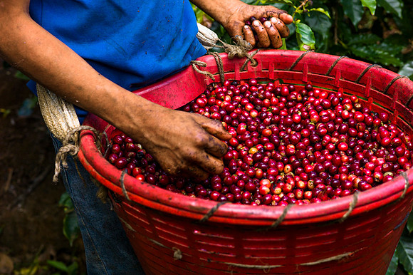 Coffee harvest in Costa Rica by Angelika Berndt photography.