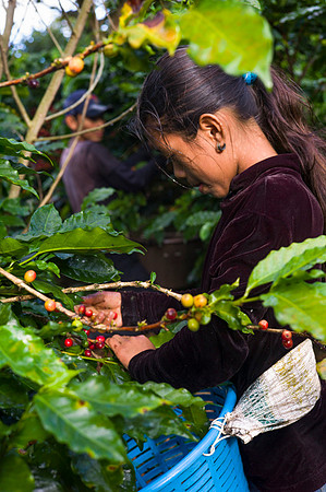 Coffee harvest in Costa Rica by Angelika Berndt photography.