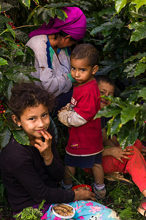 Coffee harvest in Costa Rica by Angelika Berndt photography.